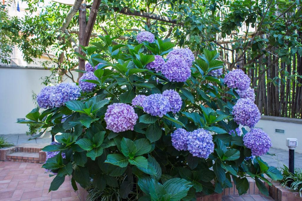 Superior Suite,329687641:JPEG