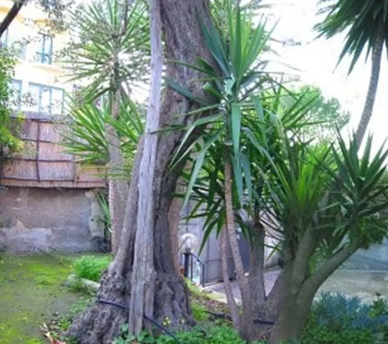 Villa Orchidea-1